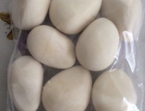 tagua white